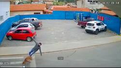 (Video) Perrito atropella de manera graciosa a un peatón