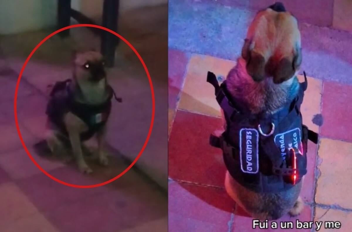 VIDEO | Perrita se vuelve viral al trabajar como guardia de seguridad en un bar