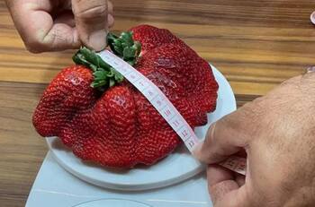 Récord Guinness: La fresa más pesada del mundo ¡Es gigante!