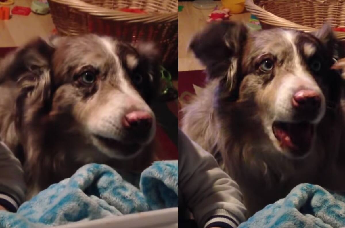 VIDEO | Perrito se vuelve viral porque puede decir 'mamá'