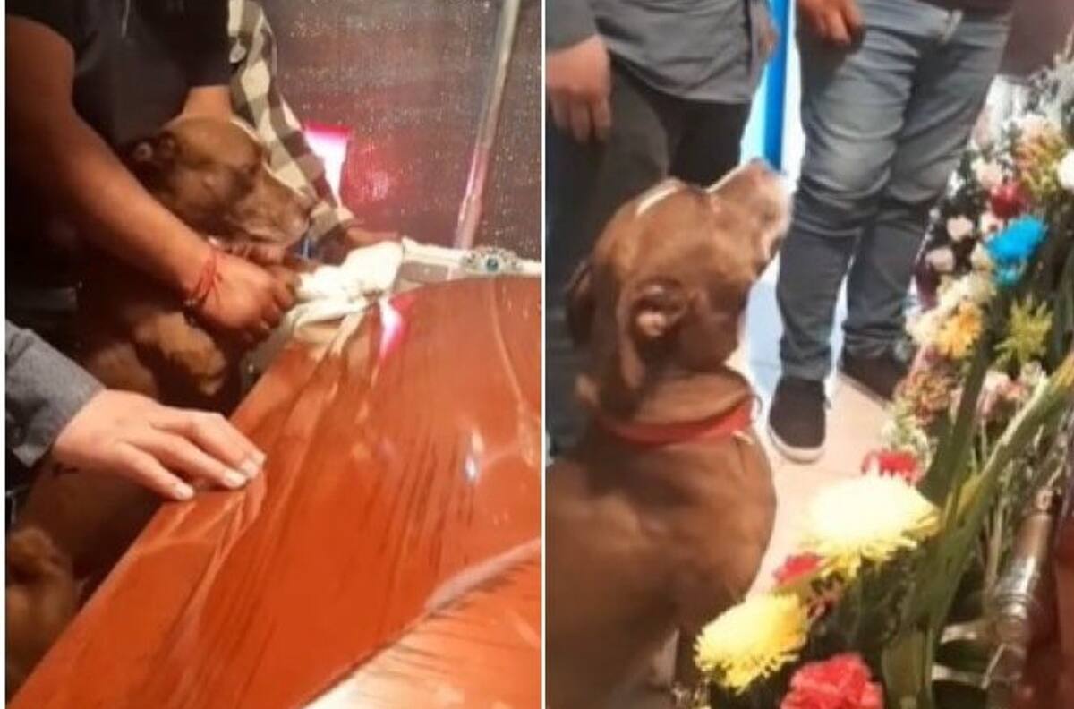 VIDEO: Perrito se despide de su dueña en su funeral y se roba el corazón de todos