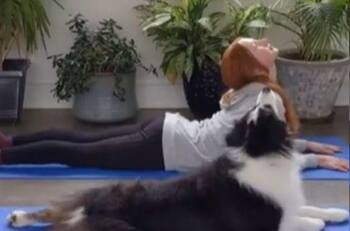VIDEO | Tierno perrito hace yoga con su dueña y se vuelve viral