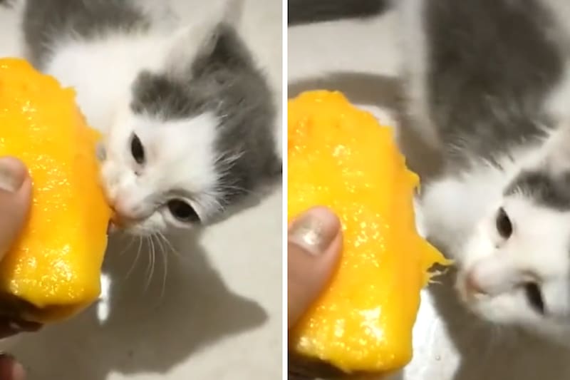 A esta hermosa felina le gusta comer mango.