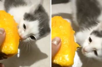 VIDEO | Una gatita que le gusta el mango se viraliza en redes sociales