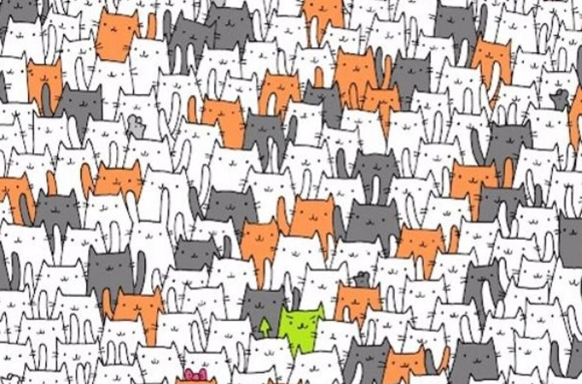 Acertijo visual: Hay un conejo entre los gatos ¿Ya lo viste? Tienes en 15 segundos