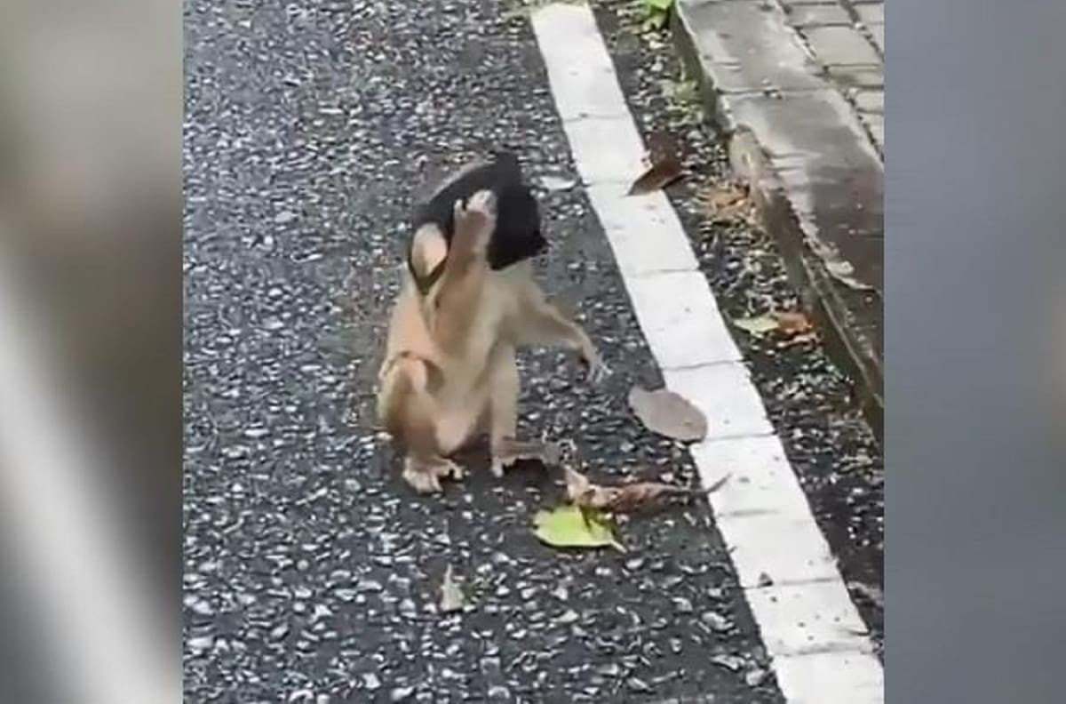 VIDEO: Mono se vuelve viral al usar cubrebocas tirado en la calle