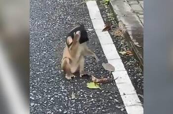 VIDEO: Mono se vuelve viral al usar cubrebocas tirado en la calle