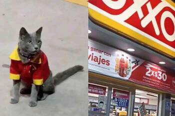 VIDEO | Captan a gatito con uniforme del Oxxo y se hace viral