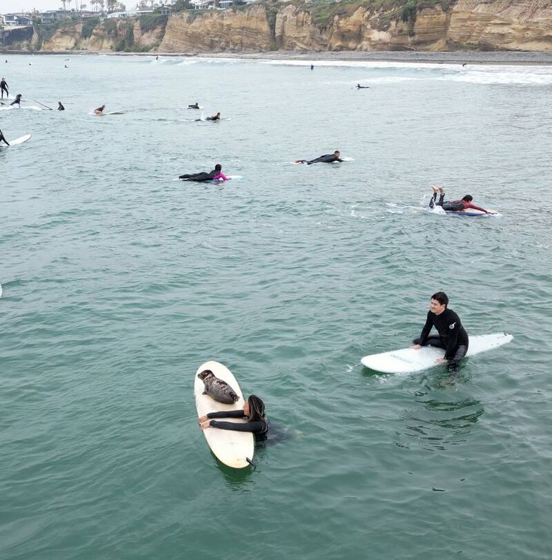 El animal acuático sorprendió a quienes practicaban deporte en el mar.