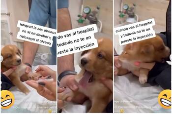 VIDEO | Cachorrito hace drama por inyección y se vuelve viral