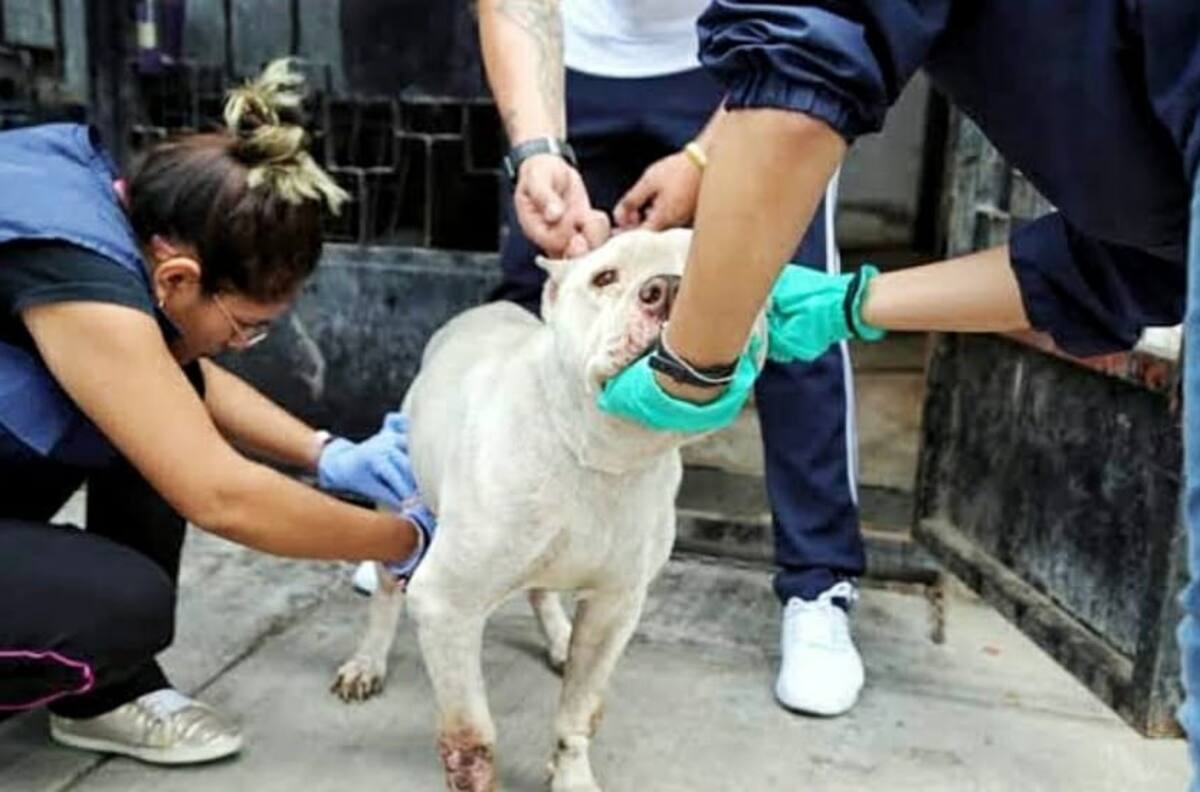 ¿Quieres denunciar algún maltrato animal? Te decimos que hacer
