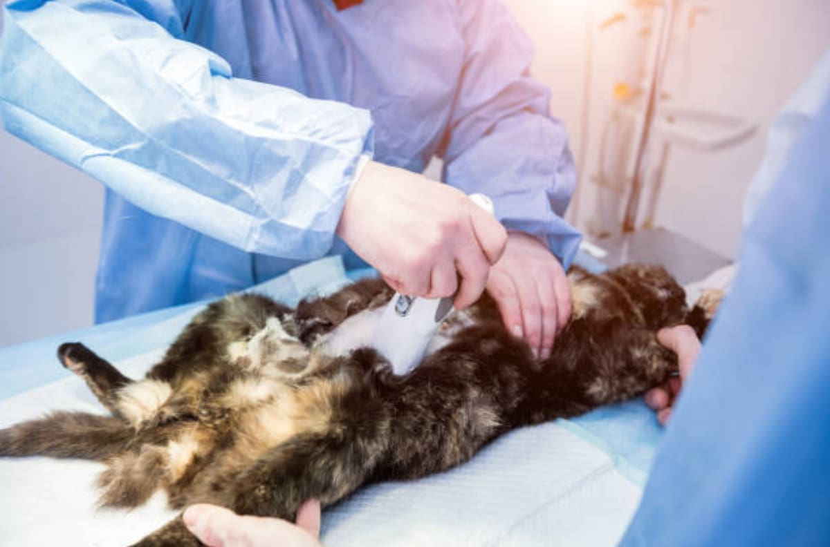 ¿Dónde puedo esterilizar a mi gato gratuitamente en CDMX?