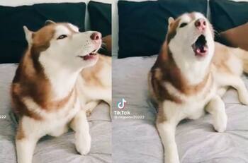 VIDEO | Perrito imita sonido de alerta sísmica y se hace viral, ahora lo llaman "perro simulacro"