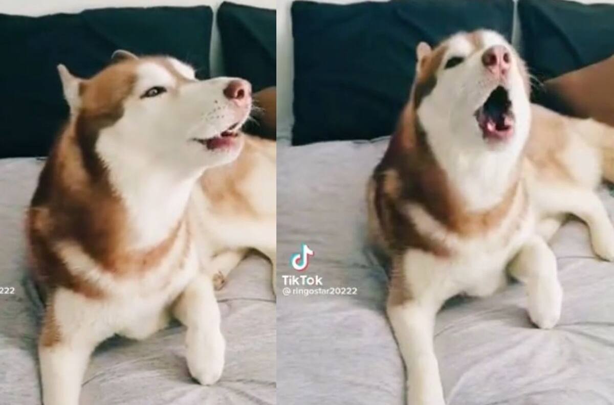 VIDEO | Perrito imita sonido de alerta sísmica y se hace viral, ahora lo llaman "perro simulacro"