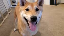 VIDEO | Penaut Butter, el perrito que completó un speedrun en un evento benéfico