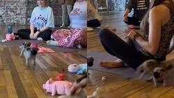 VIDEO | Una clase de yoga con perritos es viral en TikTok
