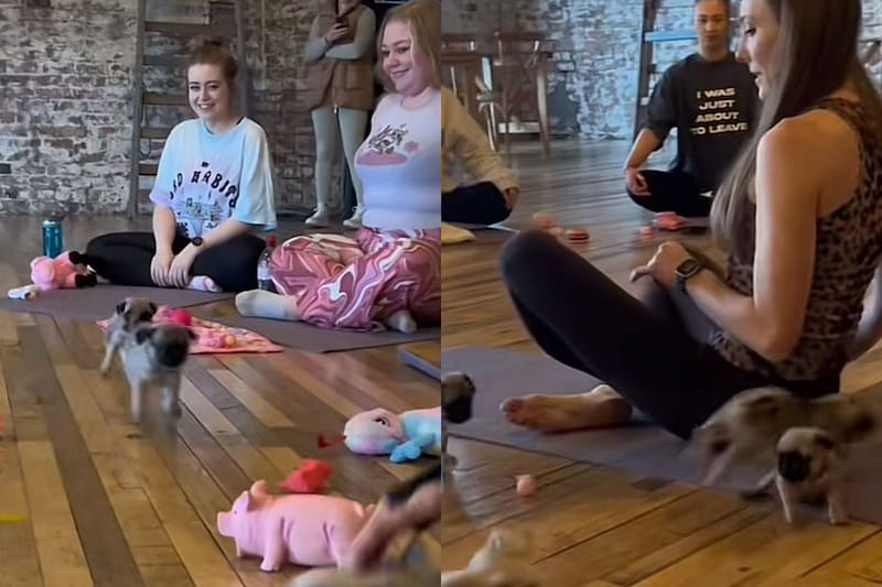 El video tiene más de 800 mil likes. Créditos: @puply.io