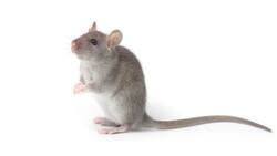 Hombre despega a ratita de una trampa del Soriana y se vuelve viral