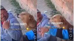 Perrita aúlla con tristeza al escuchar canción de Los Temerarios y se hace viral| VIDEO
