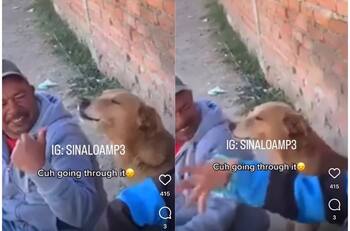 Perrita aúlla con tristeza al escuchar canción de Los Temerarios y se hace viral| VIDEO