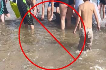 VIRAL | Turistas matan a delfín que quedó varado en una playa de Texas