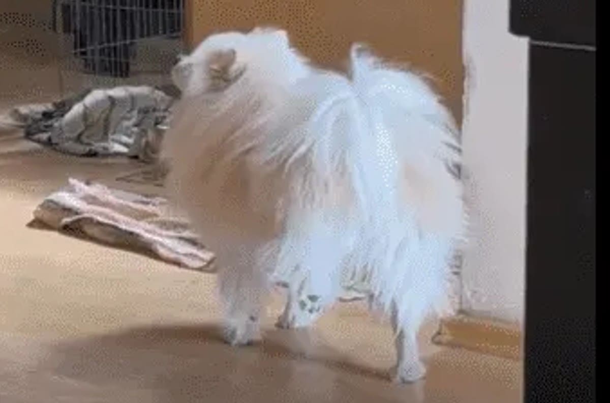 VIDEO | Perrito imita a su dueña lastimada y se hace viral