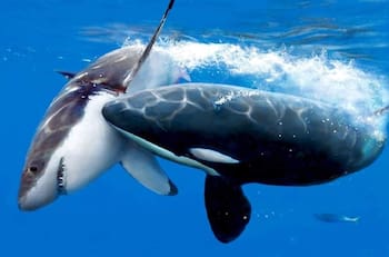Foto:¡Increíble! Tiburón blanco siendo depredado por una Orca
