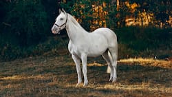 Escoge un caballo y descubre qué tanta vanidad hay en ti con este test de personalidad