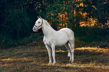 Escoge un caballo y descubre qué tanta vanidad hay en ti con este test de personalidad