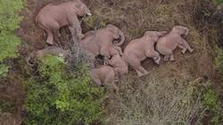 VIDEO: Viaje extraordinario de elefantes en China se hace viral