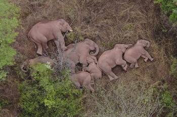 VIDEO: Viaje extraordinario de elefantes en China se hace viral
