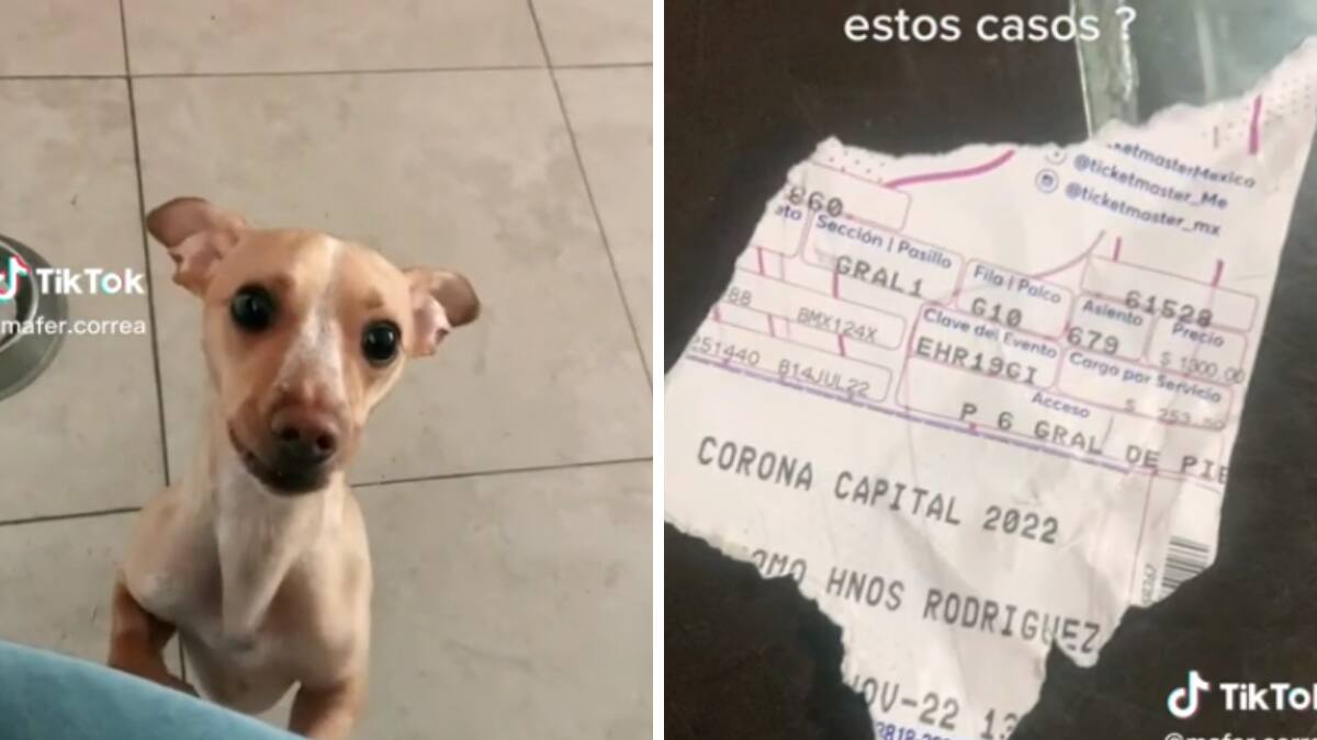 VIDEO| Perrito destruye boletos del Corona Capital y se hace viral