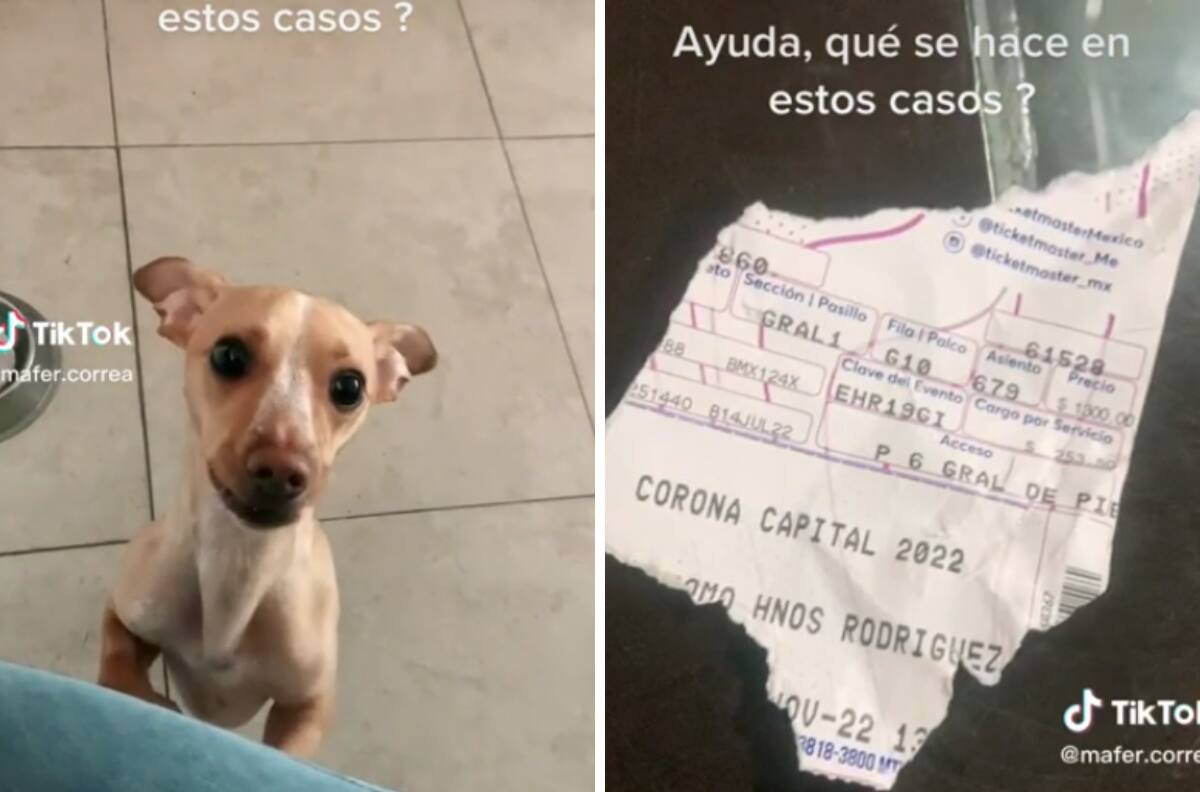 VIDEO| Perrito destruye boletos del Corona Capital y se hace viral