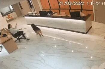 VIDEO: Joven se vuelve viral al jugar con un perro en su trabajo