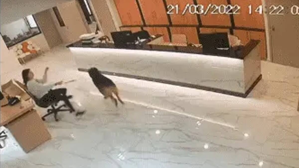 VIDEO: Joven se vuelve viral al jugar con un perro en su trabajo