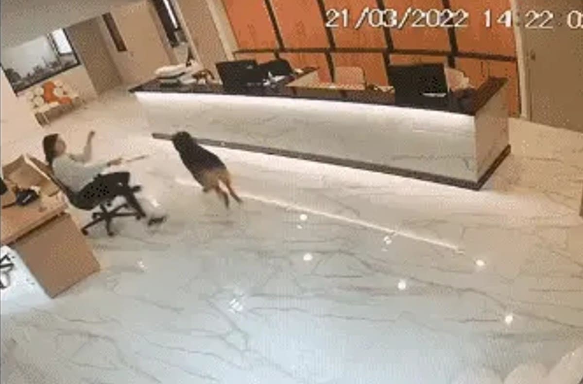 VIDEO: Joven se vuelve viral al jugar con un perro en su trabajo