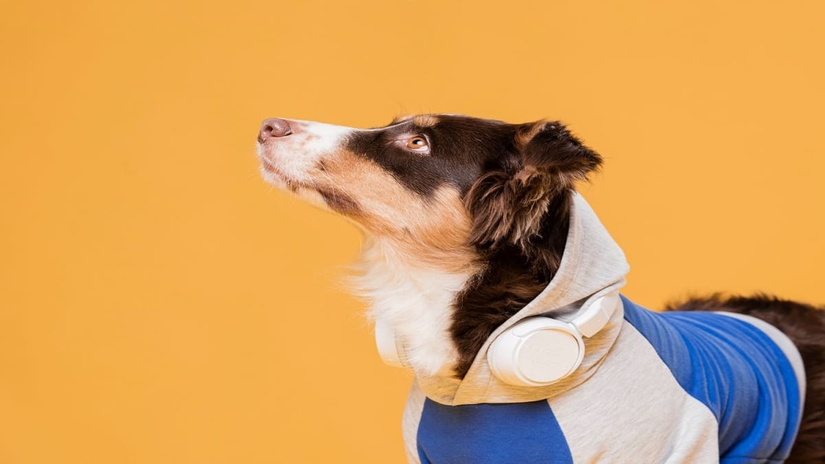 VIDEO | Perrita se hace viral por "cantar" los temas de Karol G, "Marica, ya"