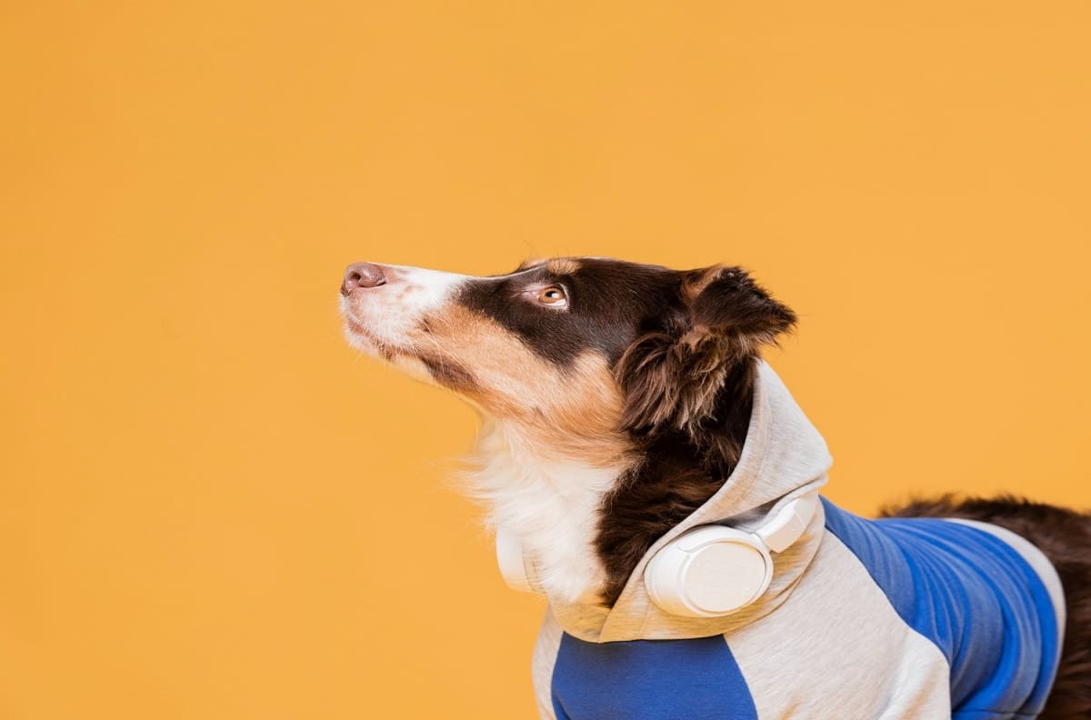 VIDEO | Perrita se hace viral por "cantar" los temas de Karol G, "Marica, ya"