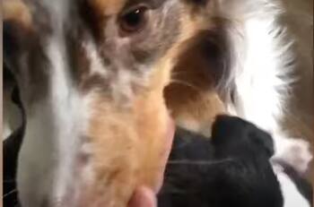 Enternecedor: perrita llevó a sus cachorros uno por uno a la cama de su humana y se los enseñó