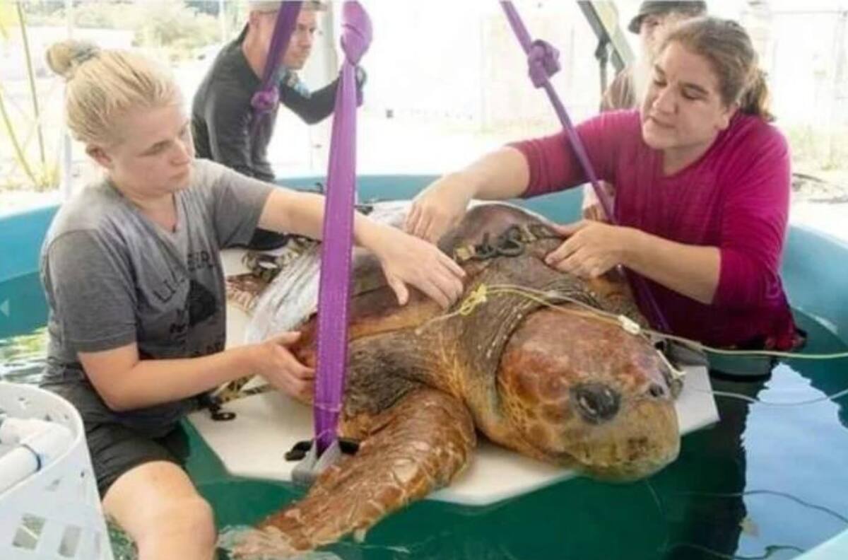 FOTOS| Rescatan a tortuga gigante que fue atacada por un tiburón; estaba embarazada