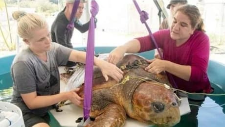 FOTOS| Rescatan a tortuga gigante que fue atacada por un tiburón; estaba embarazada