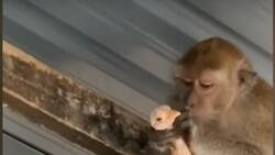 Video viral: travieso mono "secuestró" a un polluelo y exigió comida como recompensa
