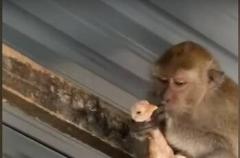 Video viral: travieso mono "secuestró" a un polluelo y exigió comida como recompensa