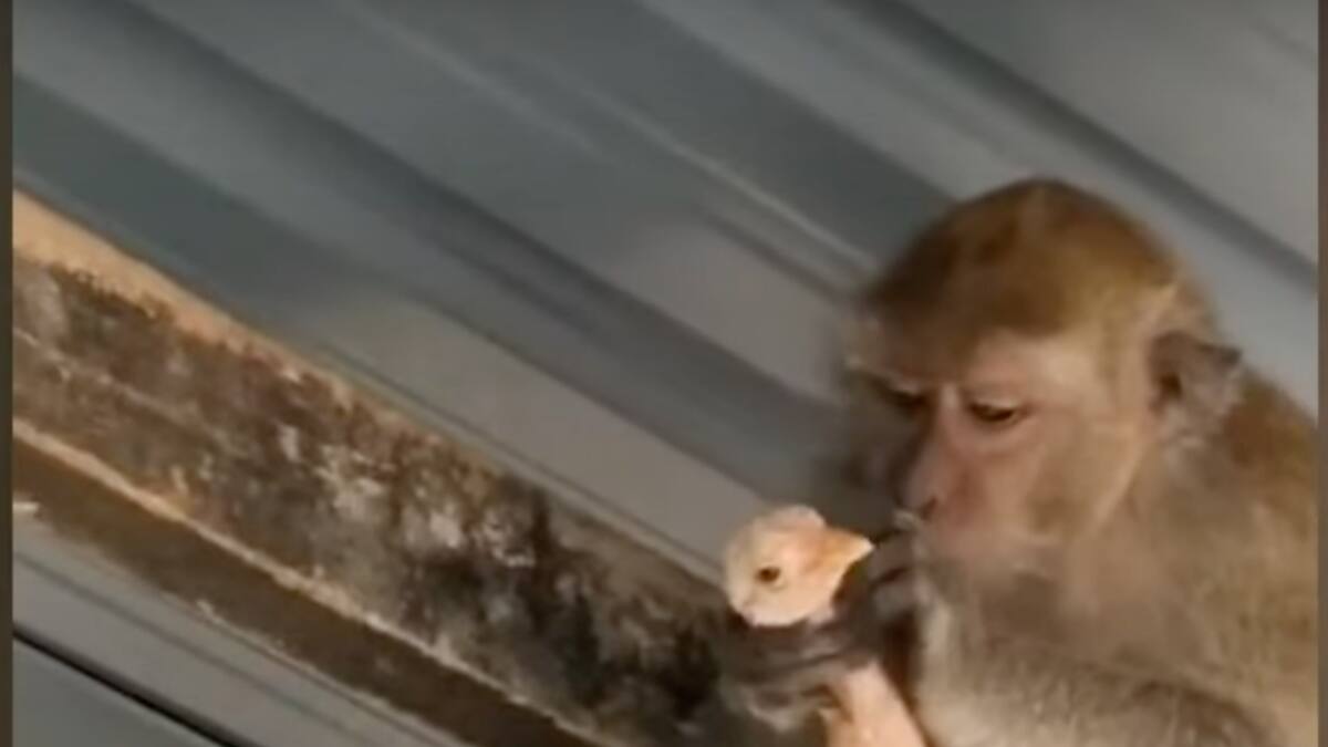 Video viral: travieso mono "secuestró" a un polluelo y exigió comida como recompensa