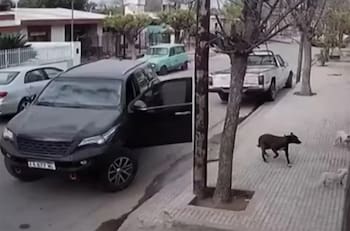 VIDEO | Insólito accidente: un perro subió a una camioneta y la chocó contra una casa