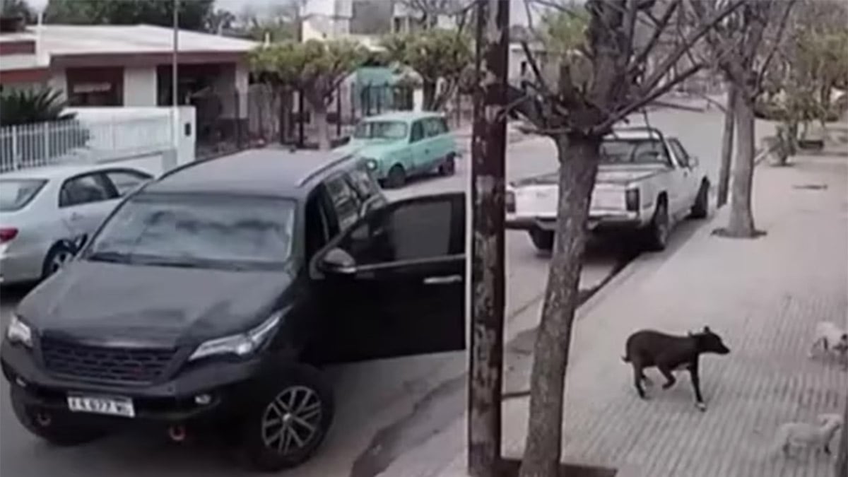 Perro viral chocó una camioneta.
