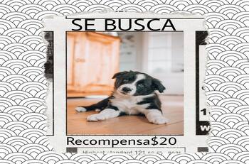FOTO VIRAL: Perro es encontrado por dibujo de “SE BUSCA”, sus dueñas ofrecieron recompensa de 20 pesos