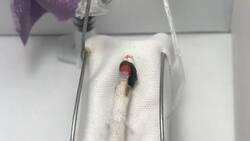 VIDEO: la OMS premia un cortometraje animado salvadoreño sobre la lucha anticovid