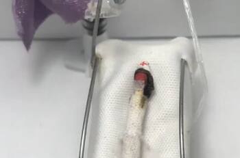 VIDEO: la OMS premia un cortometraje animado salvadoreño sobre la lucha anticovid