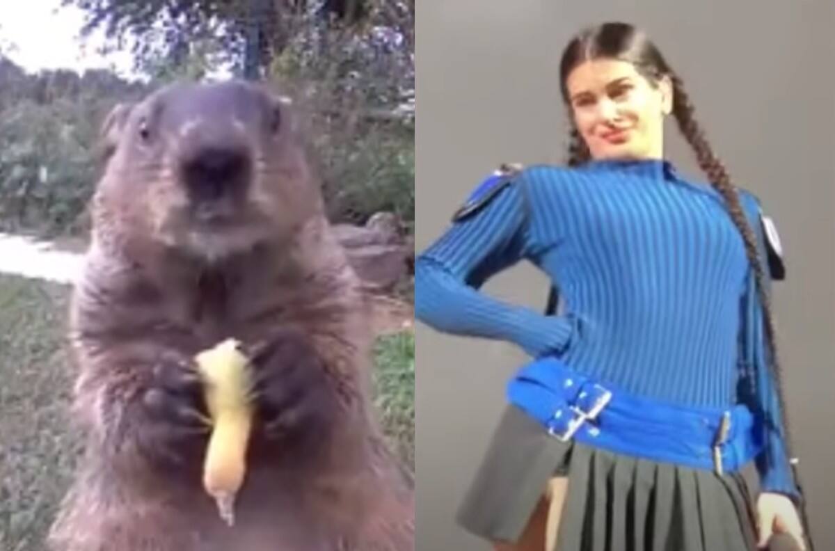 Comparan a marmota viral comiendo fruta con la tendencia de Rosalía mascando chicle
